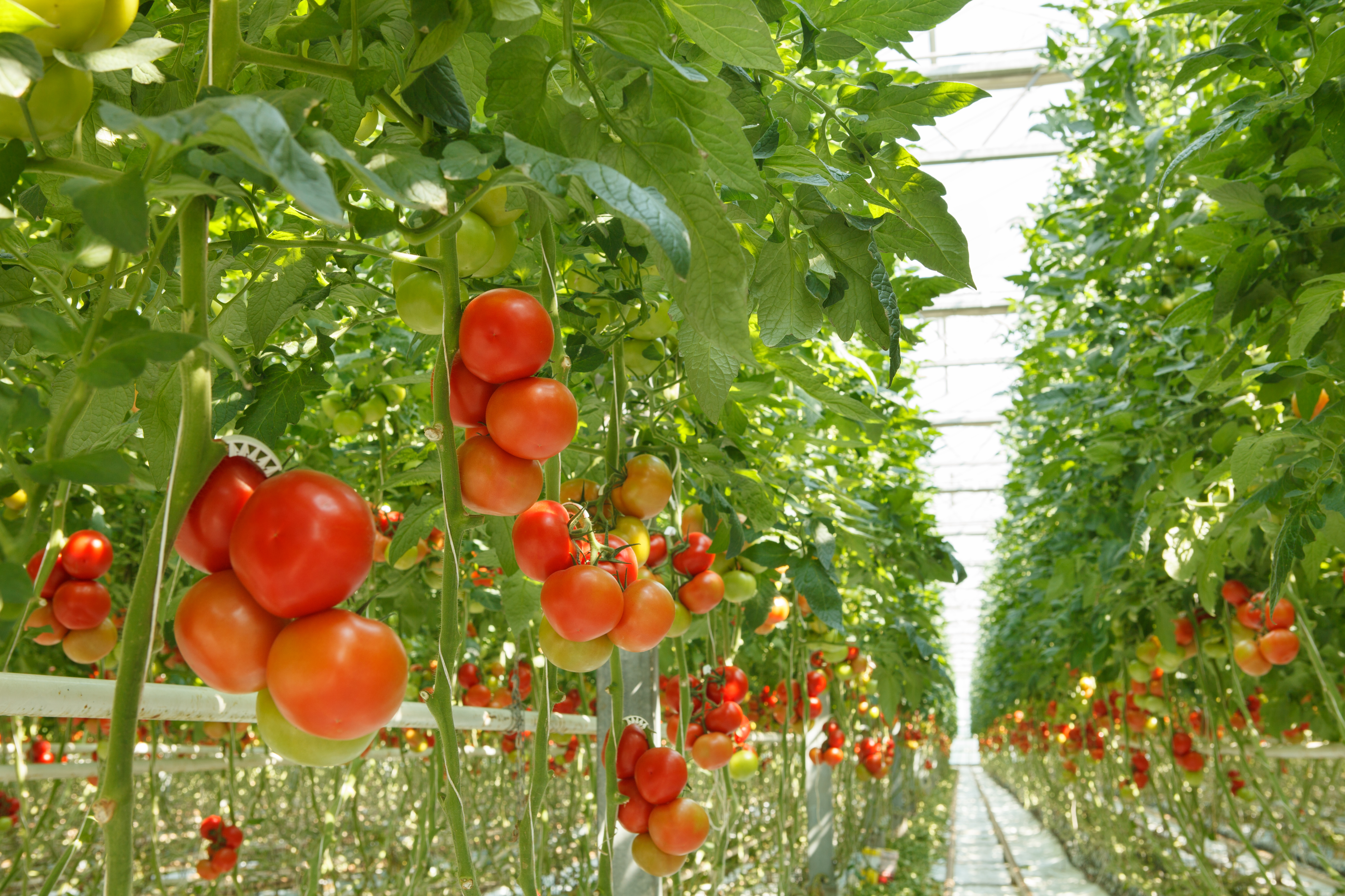 Выращивание огурцов томатов. Помидоры ГРИНХАУС. Томат Мерлис в промышленной теплице. Теплица с помидорами. Выращивание томатов в теплице.